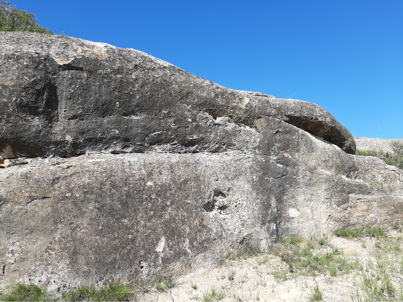 Cap de sigro