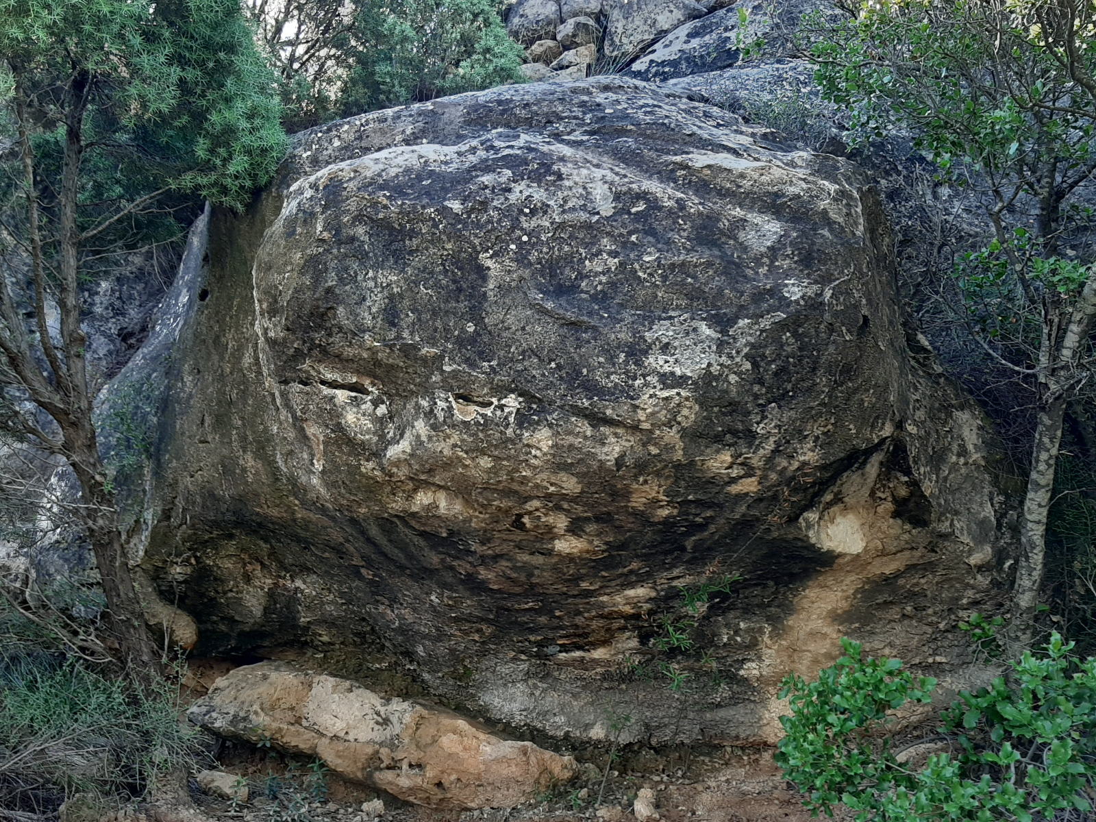 Cayotalón